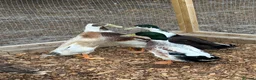 Ducks poultry for sale: Male Ducks - Advert 1