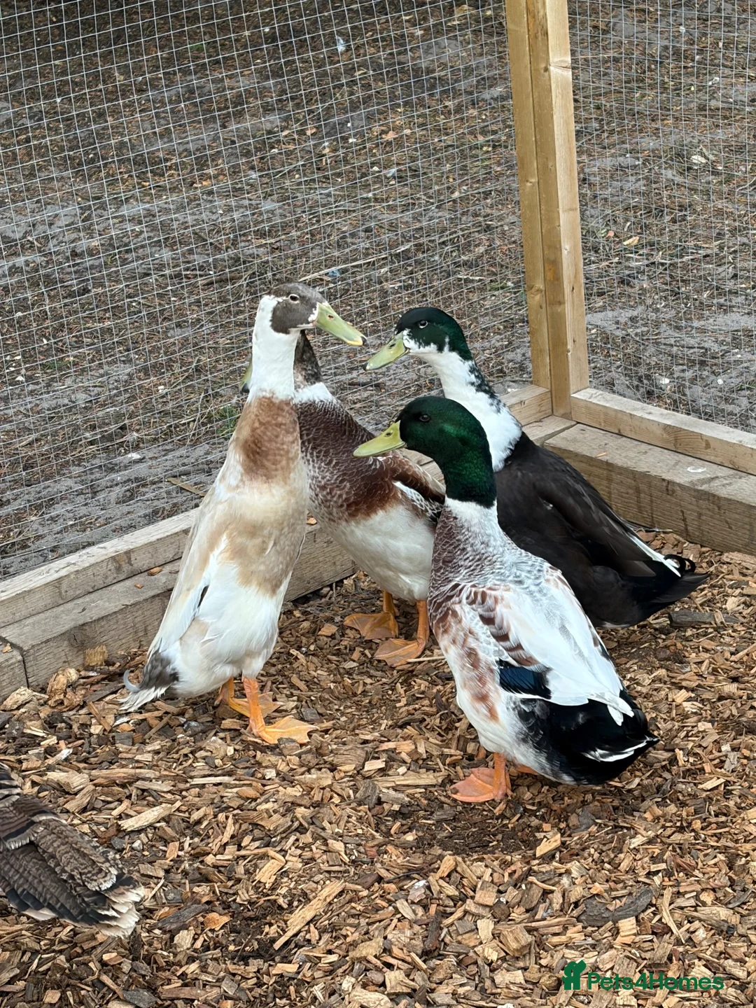 Ducks poultry for sale: Male Ducks - Advert 1