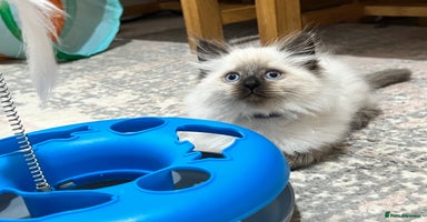 Siberian cats - Advert 2