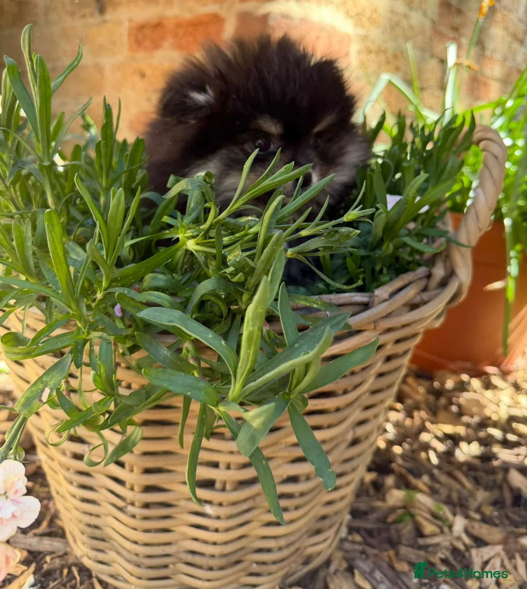 Pomchi dogs for sale: 2 Beautiful pomchi puppies ready to leave  - Advert 2