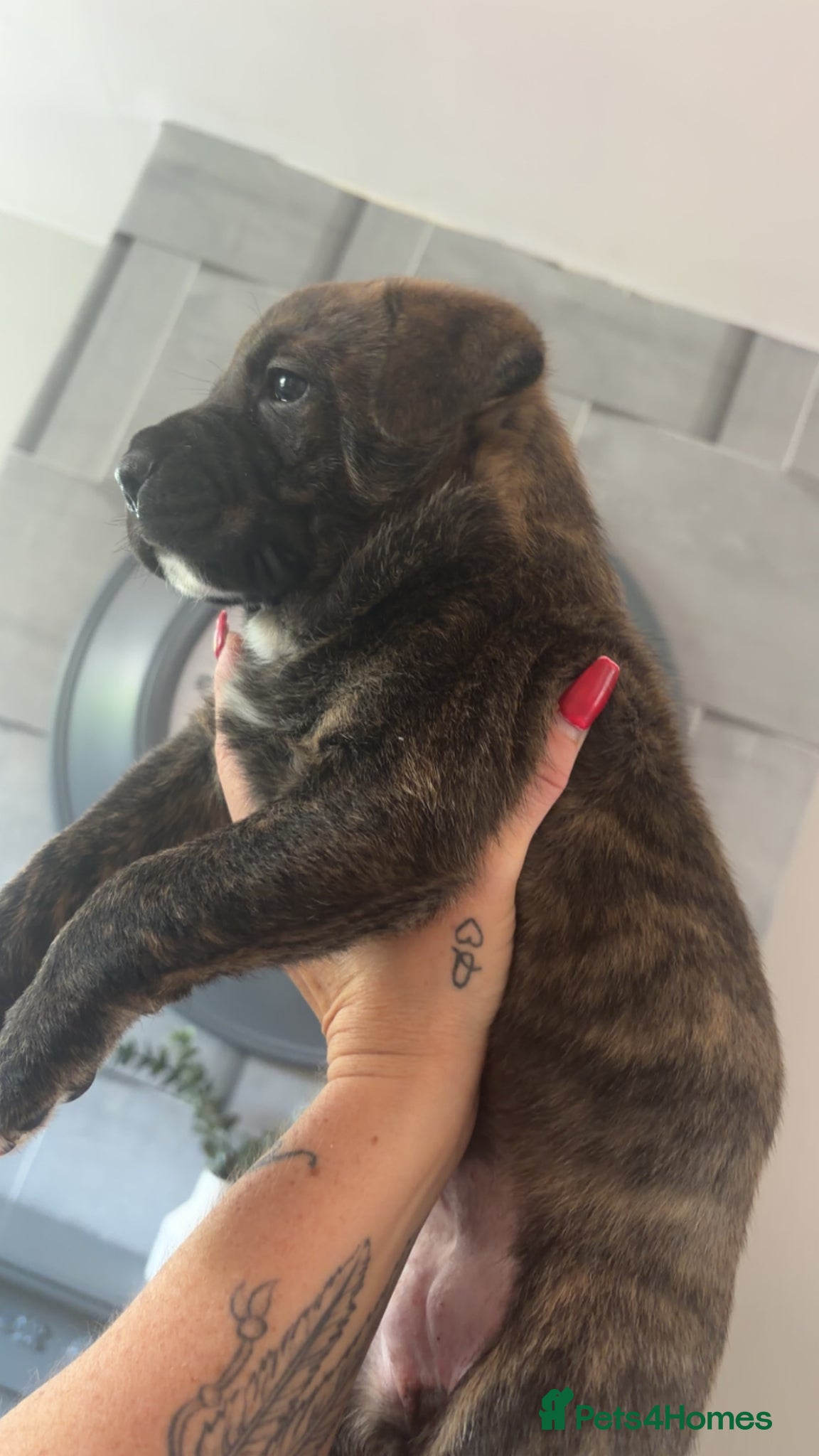 Mixed Breed dogs for sale: 2 female puppies  - Advert 1