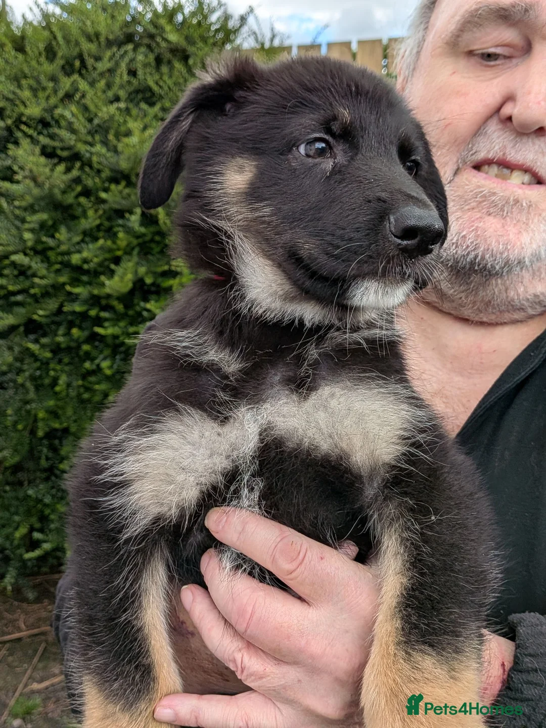 German Shepherd dogs for sale: german shepherd pups for sale - Advert 2