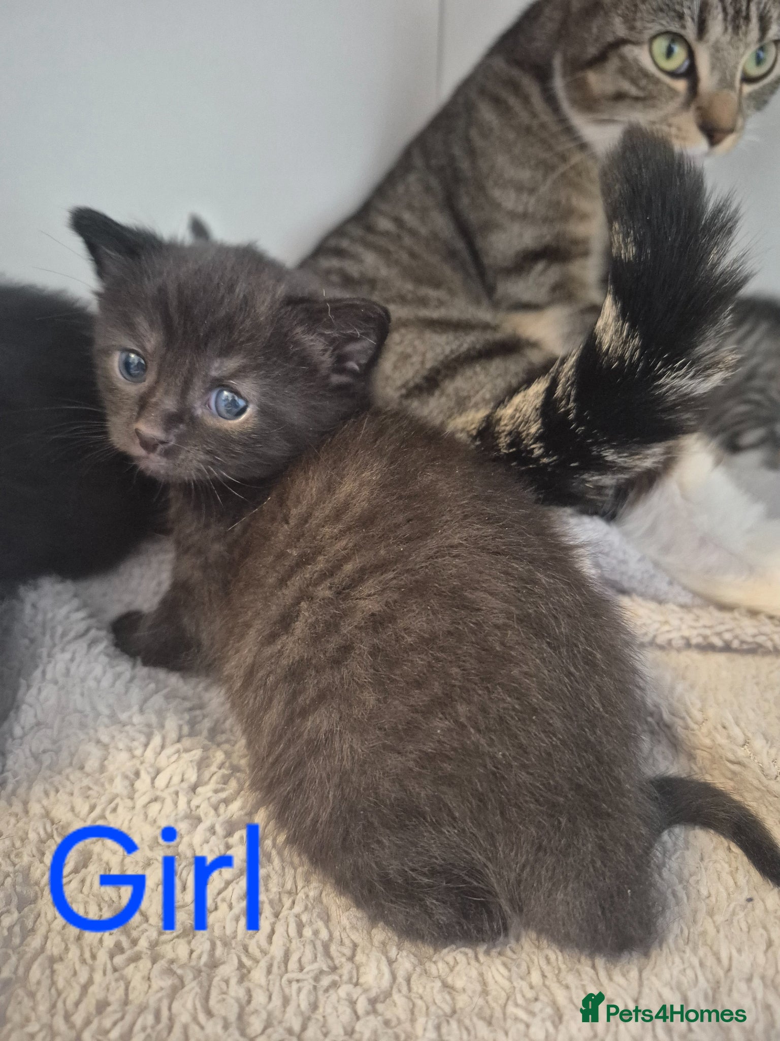 Mixed Breed cats Two black kittens Girl and Boy - Advert 2