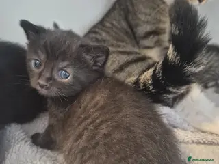 Mixed Breed cats Two black kittens Girl and Boy - Advert 2