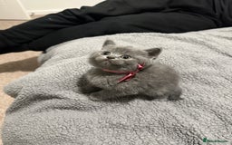 British Shorthair cats for sale: British Shorthair/Scottish Fold Kittens for sale - Image 15