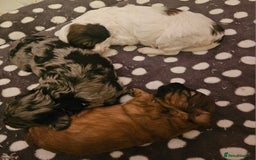 Cavapoo dogs for sale: Extensively DNA/Health Tested F1B Cavapoo puppies  - Image 4