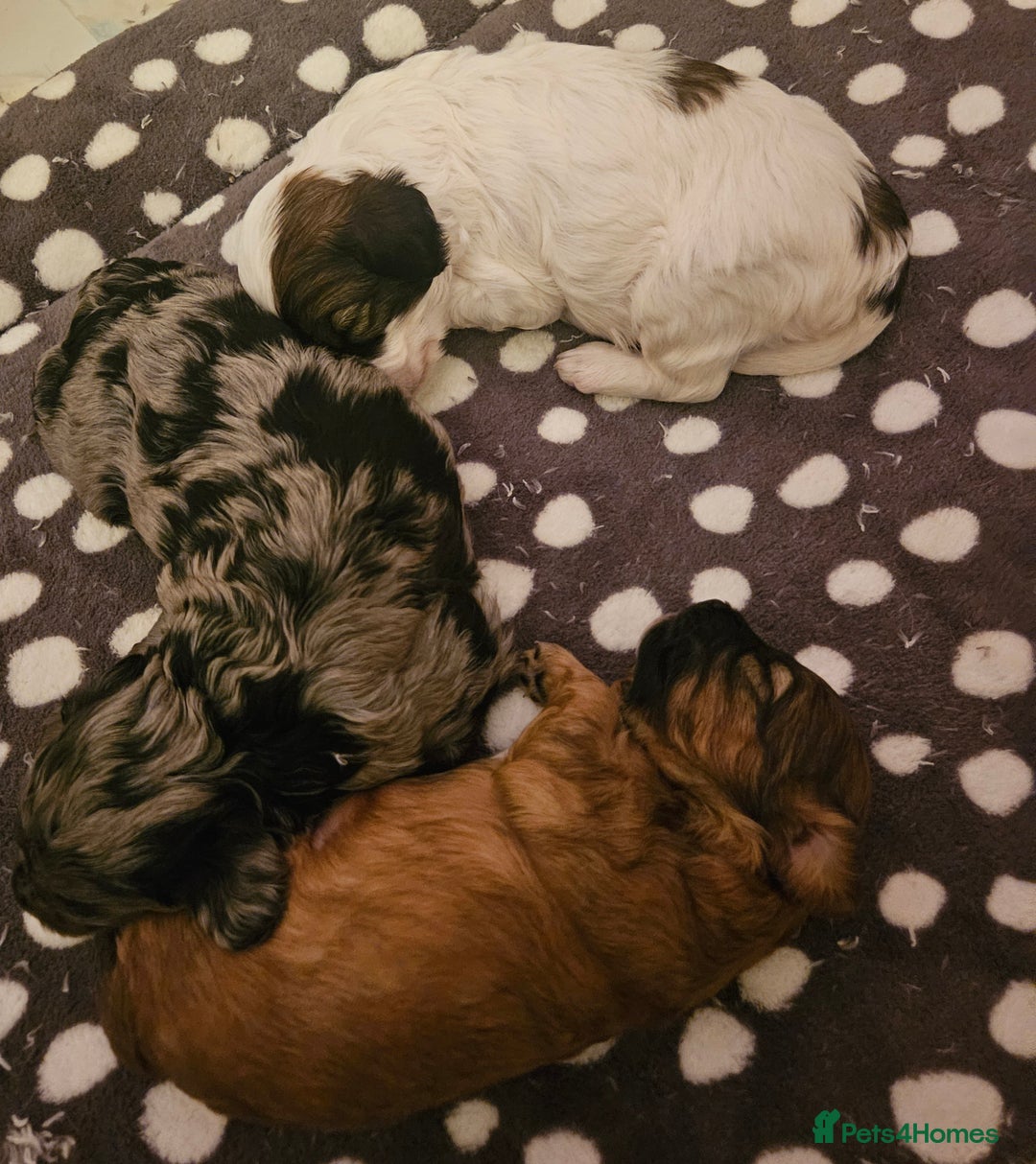Cavapoo dogs for sale: Extensively DNA/Health Tested F1B Cavapoo puppies  - Image 4