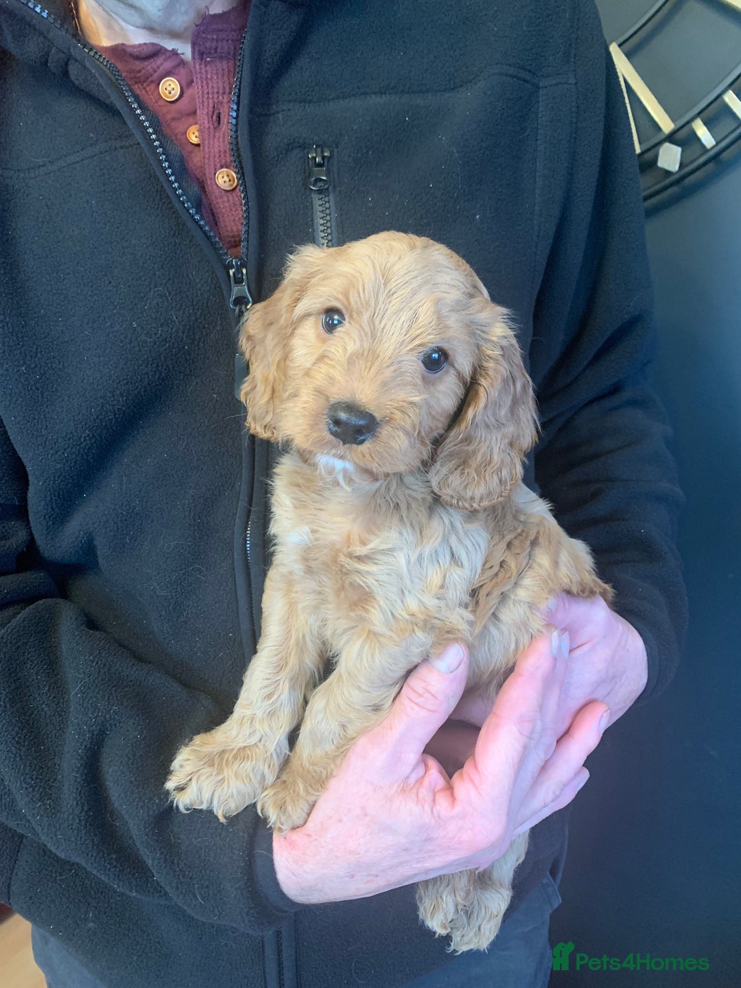Cockapoo dogs for sale: Golden F1 cockapoo puppies  - Advert 5