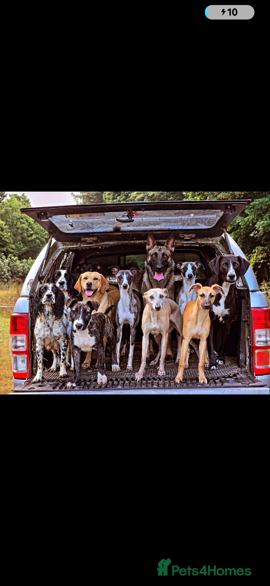 Whippet dogs Raven & Dobby   kc whippets - Advert 14