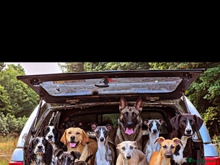 Whippet dogs Raven & Dobby kc whippets - Advert 14