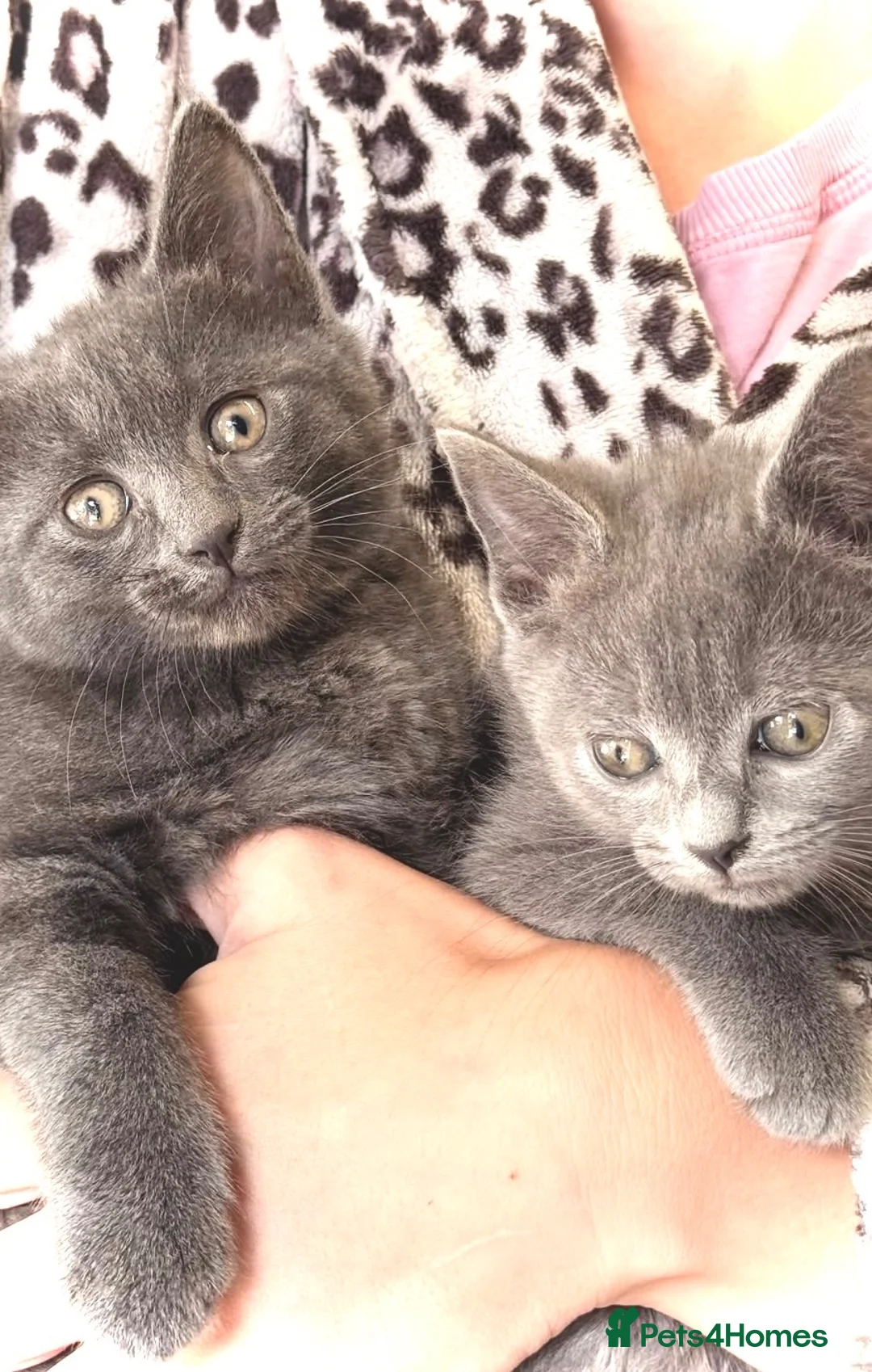 British Shorthair cats for sale: Kittens - Advert 9