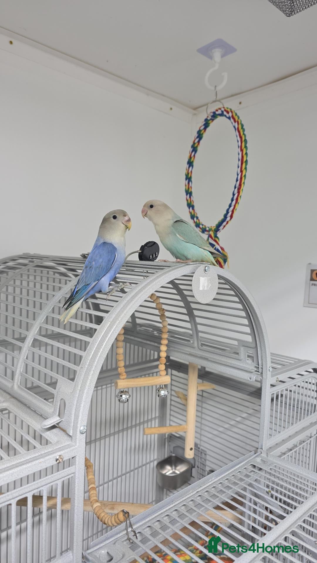 Lovebirds birds for sale: Lovebirds - Advert 1