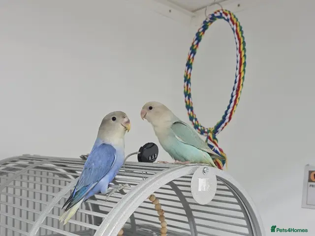 Lovebirds birds for sale: Lovebirds - Advert 1