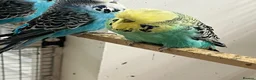 Budgerigars birds for sale: Budgies for sale  - Advert 6