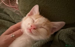 Oriental cats for sale: The Cutest Babies Hand Reared From 2 Weeks - Image 23