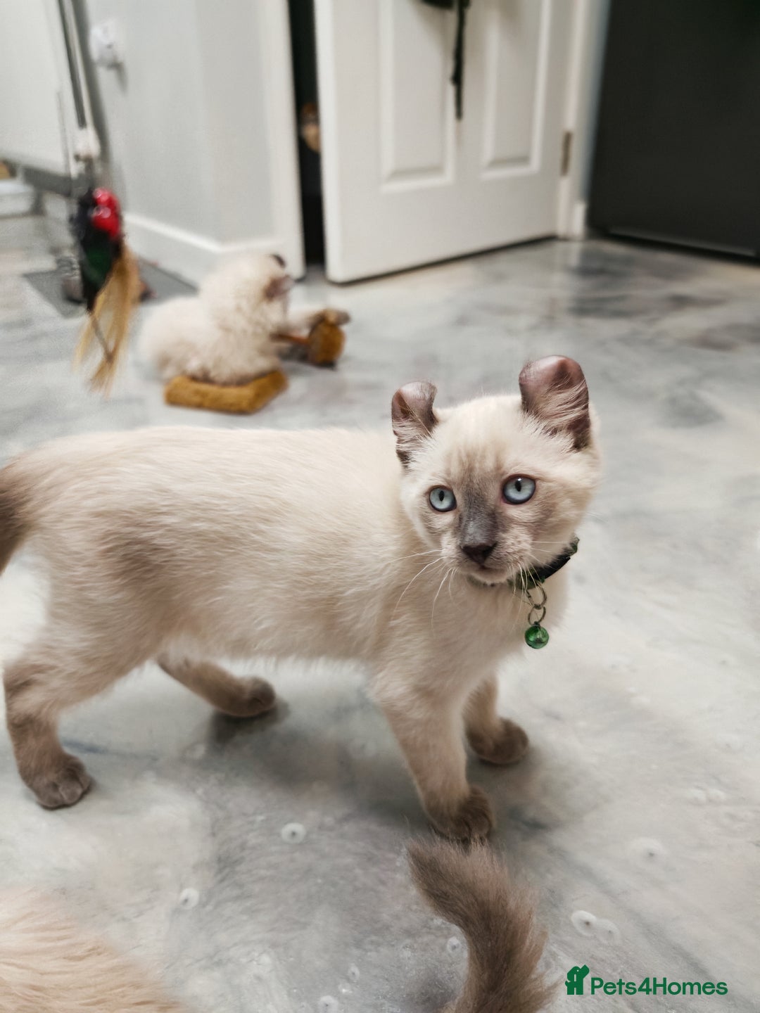 American Curl cats for sale: RARE, Unique, Affectionate American Curl Kittens!  - Advert 34