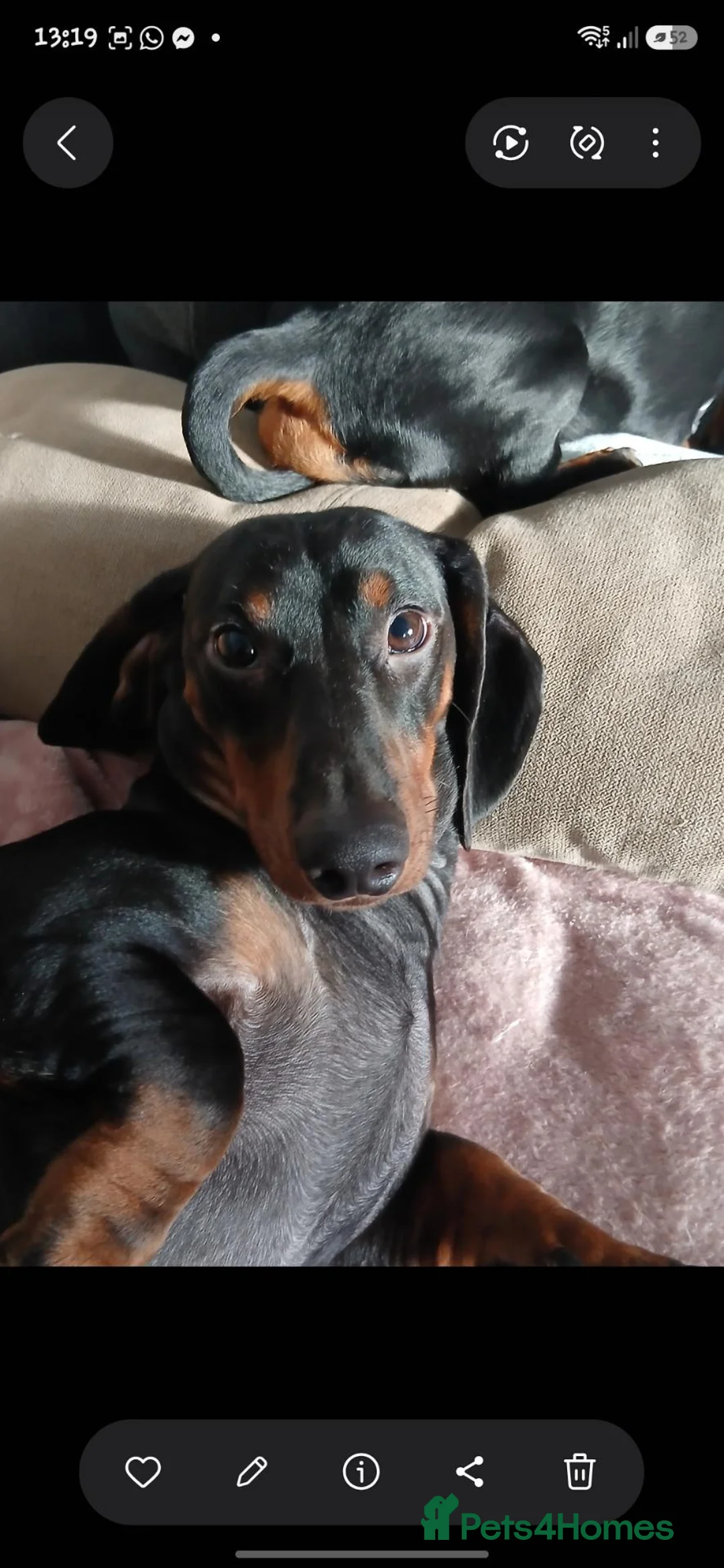 Dachshund dogs for stud: Kc STUD!!!!registered and pedigree male dachshund  - Advert 2