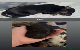 Mixed Breed dogs for sale: 7 Lurcher x collie  - Image 6