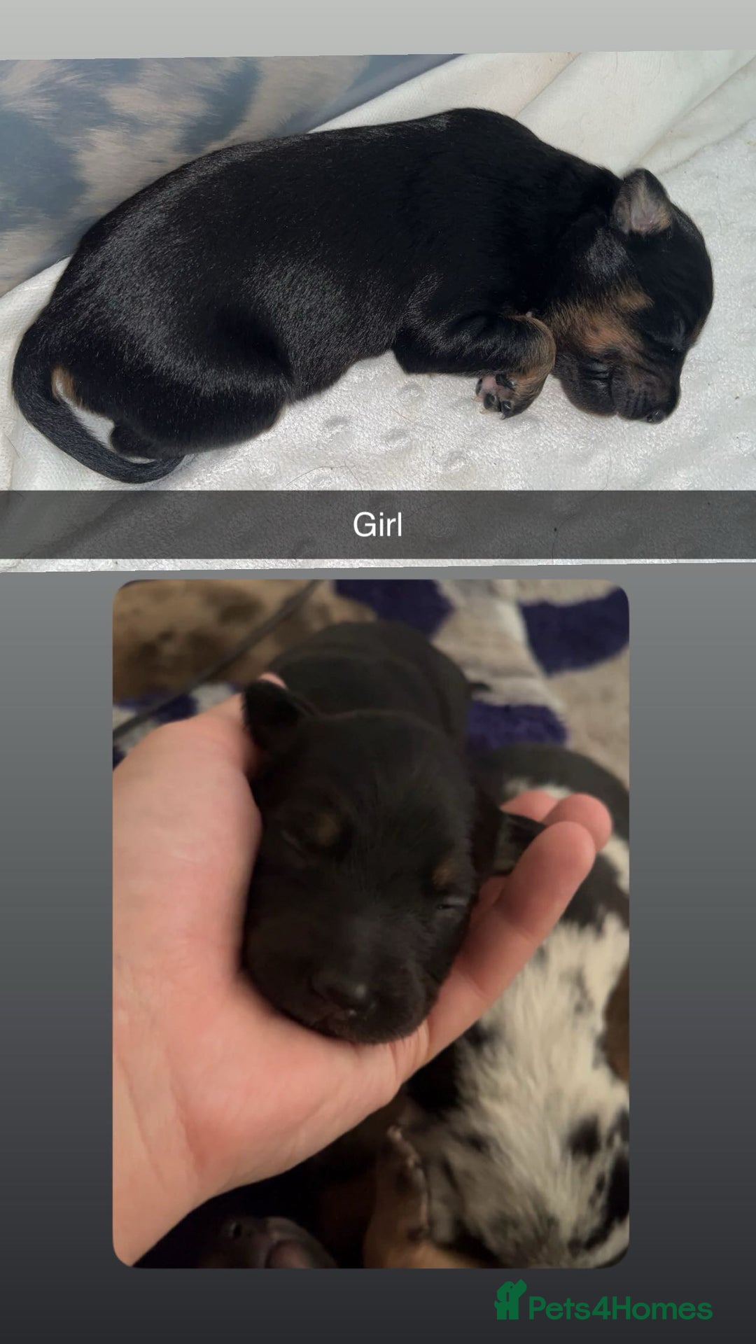 Mixed Breed dogs for sale: 7 Lurcher x collie  - Image 6
