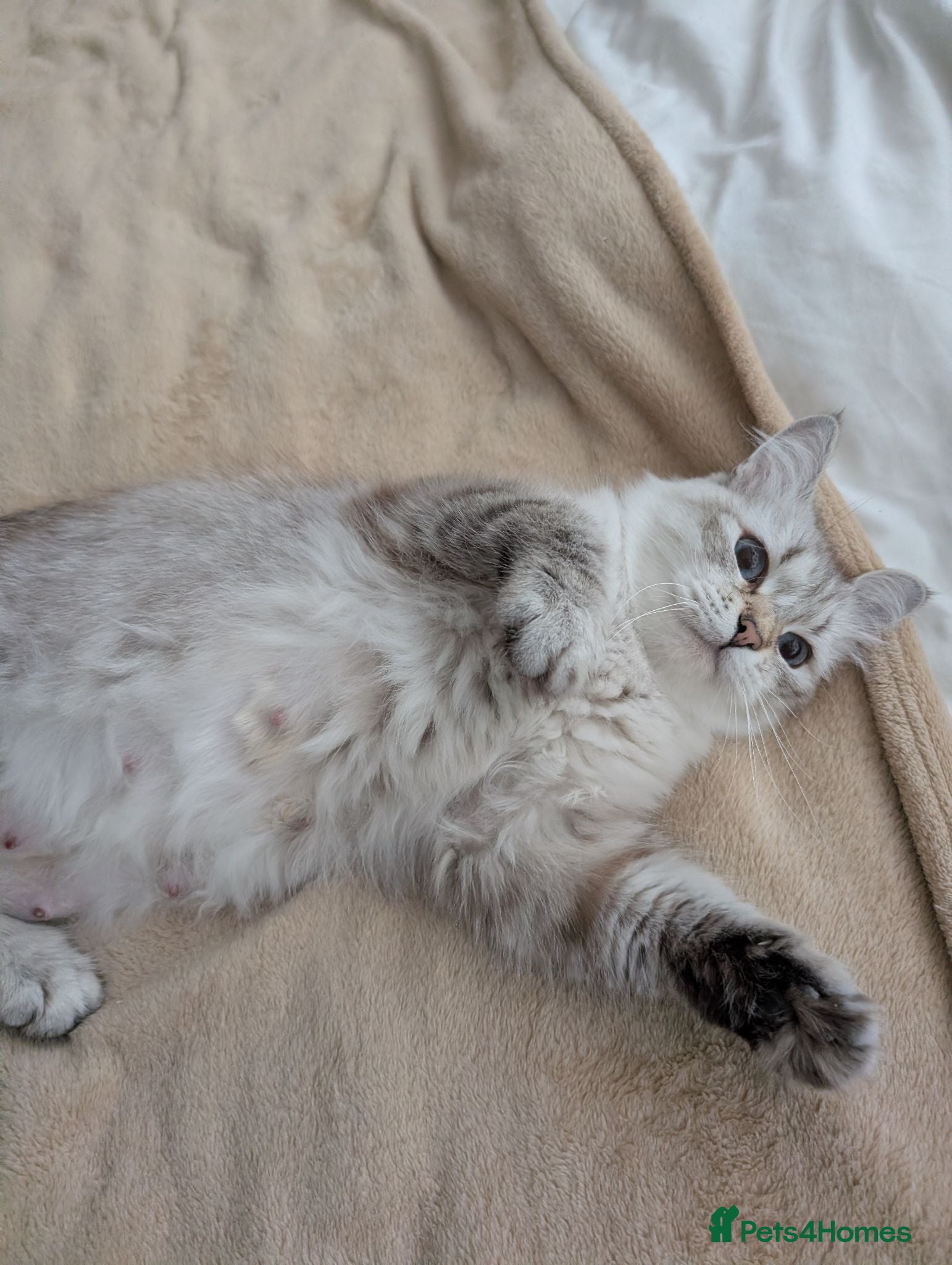 Siberian cats Siberian kitten  - Advert 2