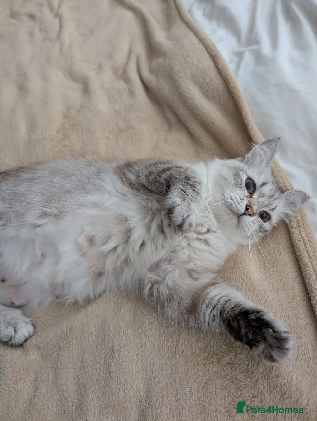 Siberian cats for sale: Siberian kitten  - Advert 2