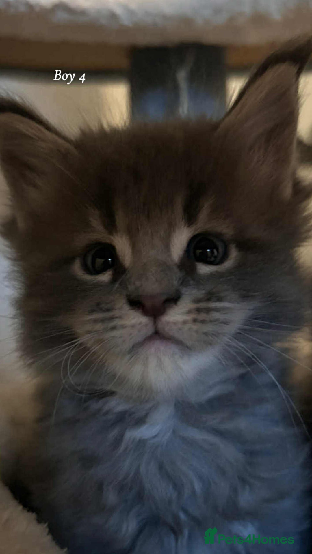 Maine Coon cats for sale: Mainecoon Kittens  - Image 26
