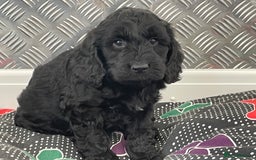 Cockapoo dogs for sale: F1 Cockapoo puppies for sale  - Image 16