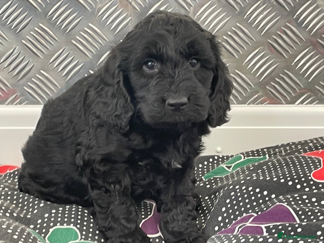 Cockapoo dogs for sale: F1 Cockapoo puppies for sale  - Image 16