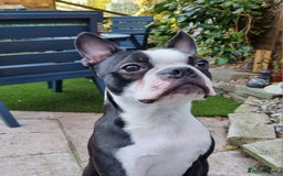 Boston Terrier dogs for stud: KC Reg Boston Terrier for Stud - Image 7