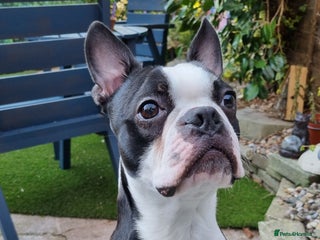 Boston Terrier dogs Proven KC Reg Boston Terrier for Stud - Advert 5