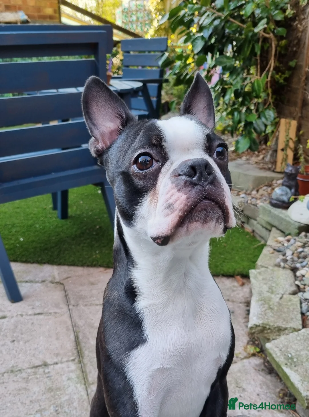 Boston Terrier dogs for stud: Proven KC Reg Boston Terrier for Stud - Advert 3