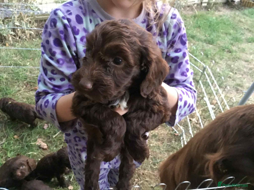 Cockapoo dogs for sale: Gorgeous Cockerpoo puppies  - Image 5