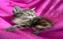 Maine Coon cats for sale: Beautiful Maine Coon Cross Kittens  - Image 23