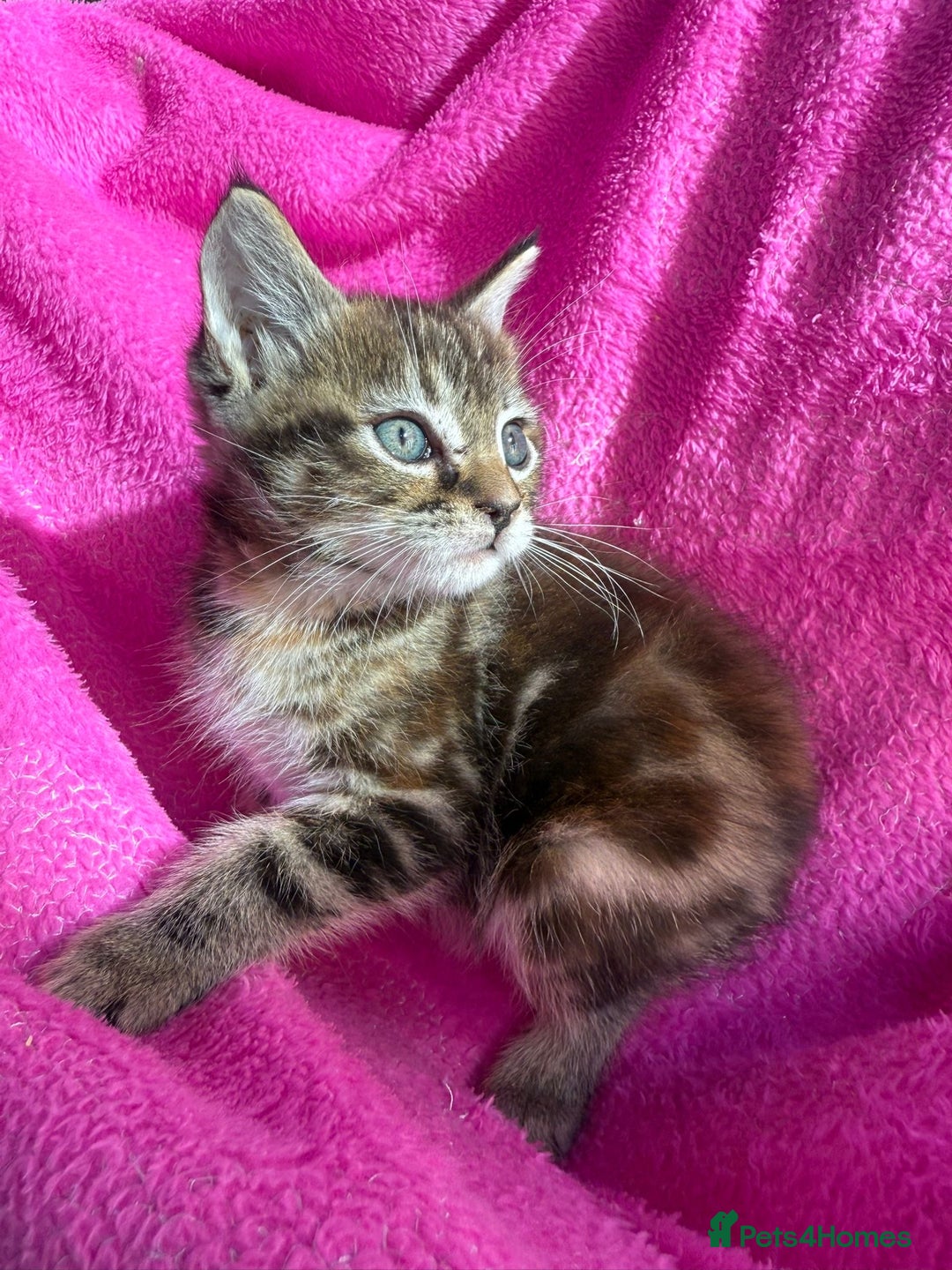 Maine Coon cats for sale: Beautiful Maine Coon Cross Kittens  - Image 23