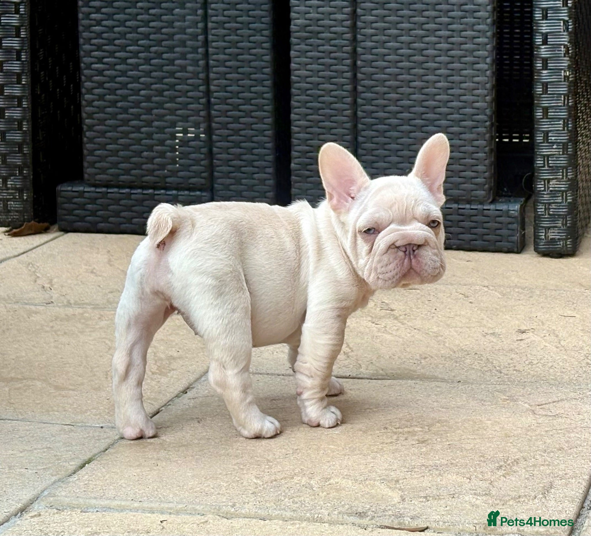 French Bulldog dogs REDUCED French Bulldog Puppies 1 FULL Fluffy - Advert 10