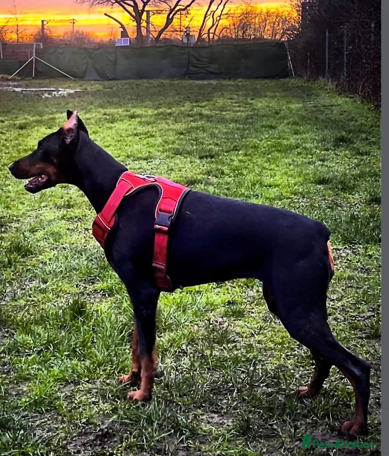 Dobermann dogs Champion Bloodline Doberman Puppies - Advert 1