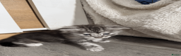 Maine Coon cats for sale: Stunning Maine Coon Kittens – 4 Girls & 1 Boy - Advert 12