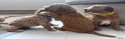 Australian Labradoodle dogs for sale: ⭐ Stunning Australian Labradoodles – Ready June ⭐ - Advert 5