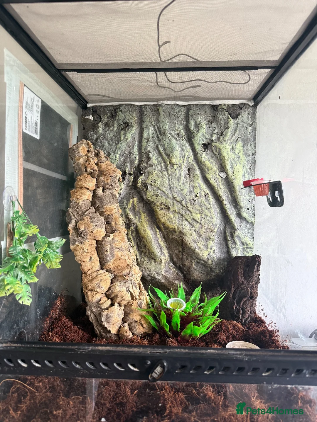 Gecko reptiles for sale: Crested gecko with setup  in Reading - Advert 2