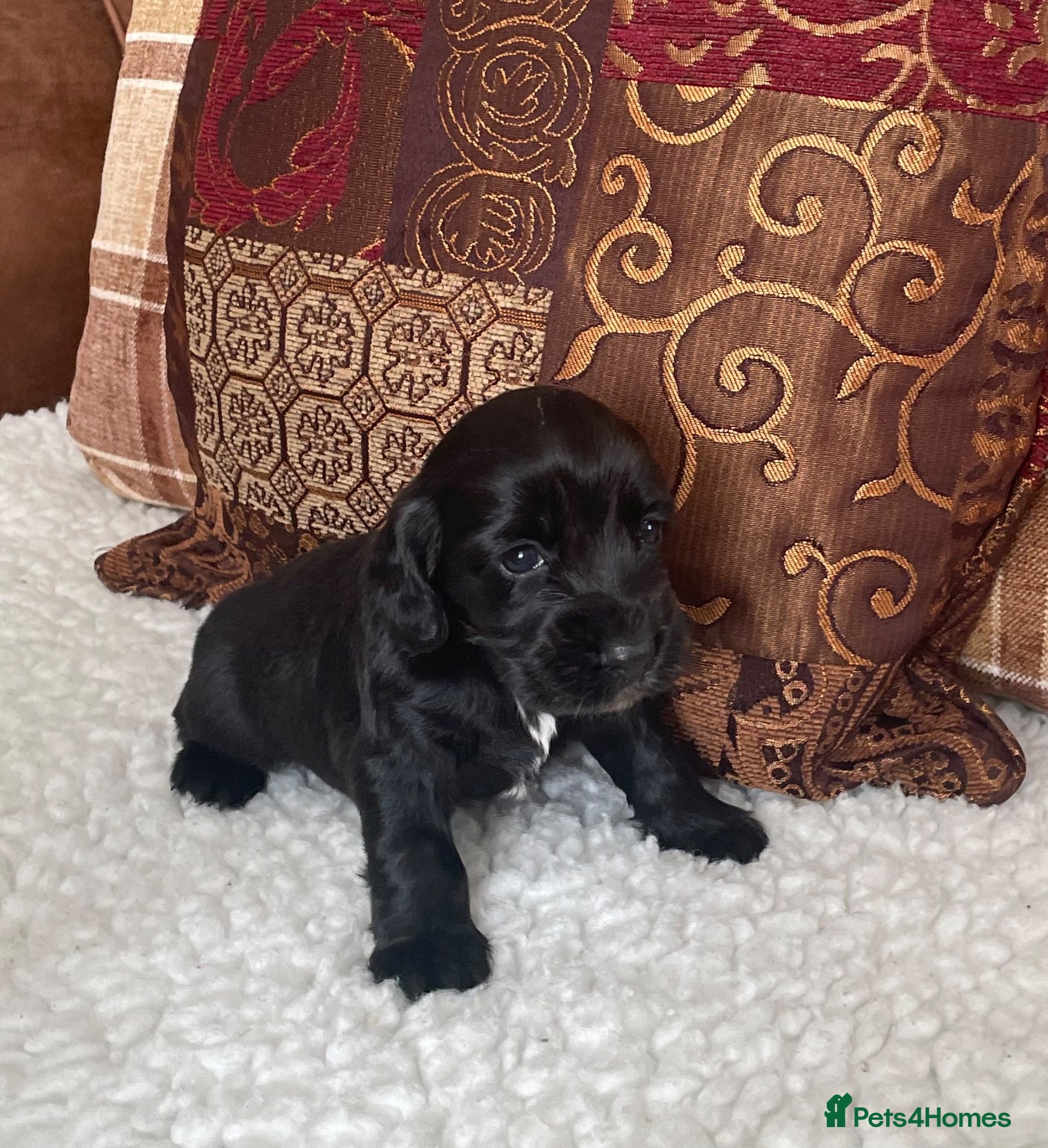 Cocker Spaniel dogs Beautiful litter of cocker spaniel puppies 🐾 - Advert 1