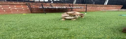 Miniature Dachshund dogs for sale: Outstanding miniature dachshund puppies  - Advert 5