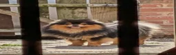 Mixed Breed dogs for sale: Pom/chow boy 16 months old  - Advert 1