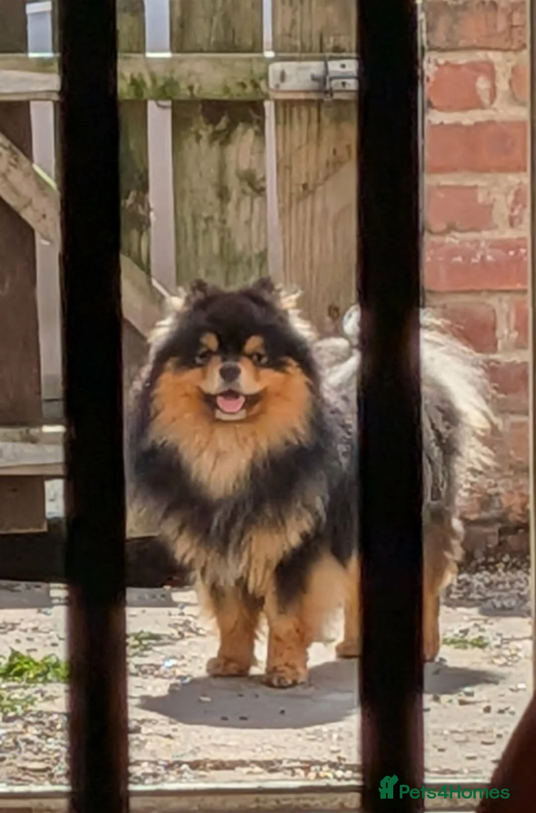 Mixed Breed dogs for sale: Pom/chow boy 16 months old  - Advert 1