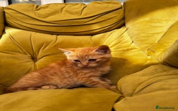 Mixed Breed cats for sale: Sweets in their pure form and without calories. - Image 6