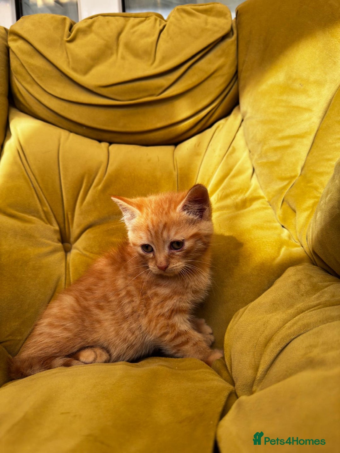 Mixed Breed cats for sale: Sweets in their pure form and without calories. - Image 6
