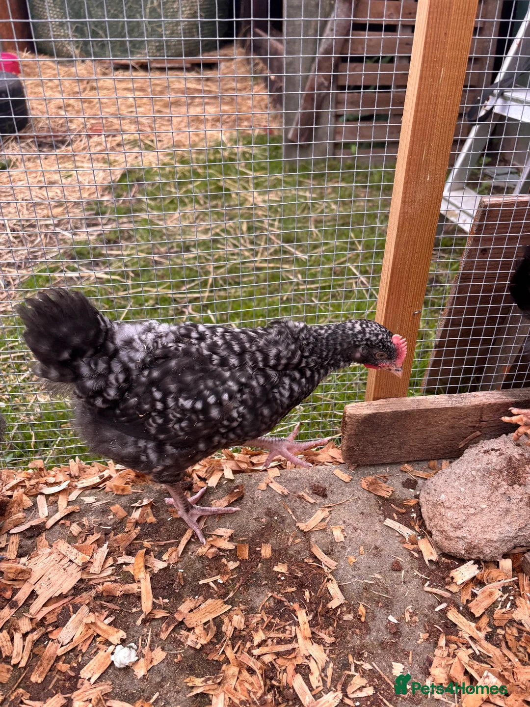 Mixed Breed poultry for sale: Chicks mixed farm breed & Silkies - Advert 2