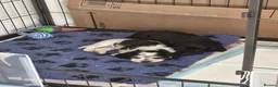 Cocker Spaniel dogs for sale: Beautiful cocker spaniels  - Advert 16