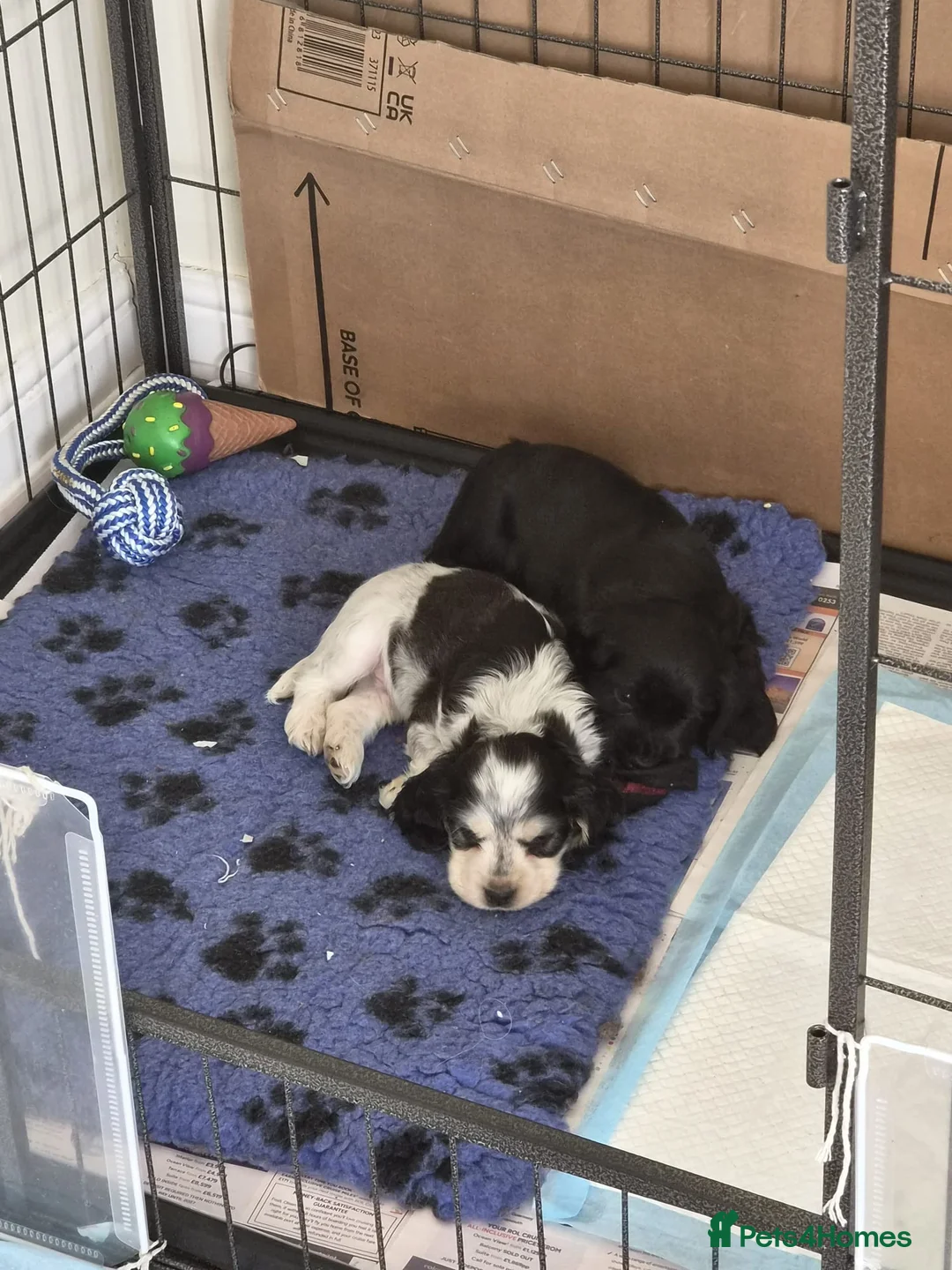 Cocker Spaniel dogs for sale: Beautiful cocker spaniels  - Advert 16