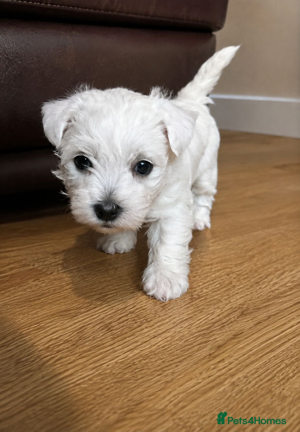 West Highland Terrier dogs Only 1 Gorgeous West Highland Terrior Remaining!! - Advert 17