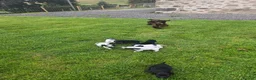 Cocker Spaniel dogs for sale: Reduced! Working cockers ready now!! - Advert 2